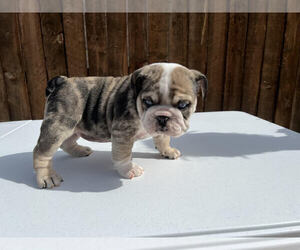 English Bulldog Puppy for sale in SAN ANTONIO, TX, USA