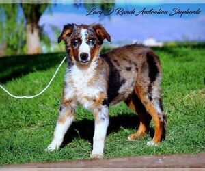 Australian Shepherd Puppy for sale in TULAROSA, NM, USA