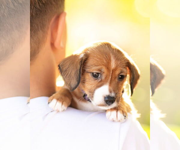 Medium Photo #4 Dachshund Puppy For Sale in Corona, CA, USA