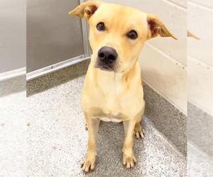 A662045 - Male Labrador Retriever-Unknown Mix Dog for Adoption - Photo #2