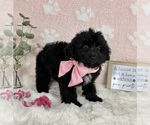 Small #1 Bernedoodle (Miniature)