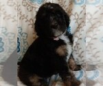 Image preview for Ad Listing. Nickname: Mary