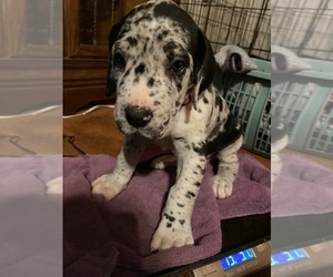 Great Dane Puppy for sale in PICKEREL, WI, USA