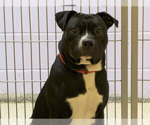 American Bulldog Dogs for adoption in Ames, IA, USA
