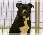 Small American Bulldog