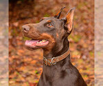 Small #11 Doberman Pinscher