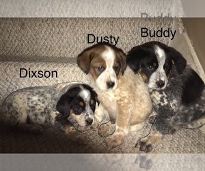 Australian Cattle Dog-Brittany Mix Puppy for sale in JETERSVILLE, VA, USA