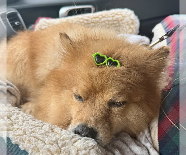 Medium Photo #4 Pomeranian Puppy For Sale in springfield, VA, USA