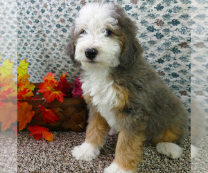 Miniature Bernedoodle Puppy for sale in ROY, UT, USA