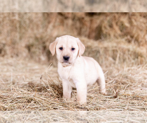 Golden Labrador Puppy for Sale in POWERS, Oregon USA