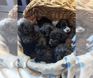 Labradoodle Litter for sale in GRAND JUNCTION, CO, USA