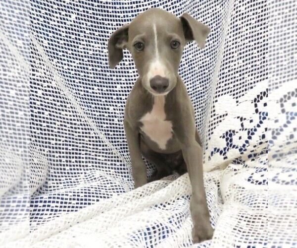 Medium Photo #6 Italian Greyhound Puppy For Sale in NORWOOD, MO, USA