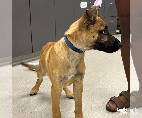 Medium Photo #3 Black Mouth Cur-Unknown Mix Puppy For Sale in Washington, DC, USA