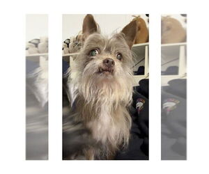 ShiChi Dogs for adoption in Mooresville, NC, USA