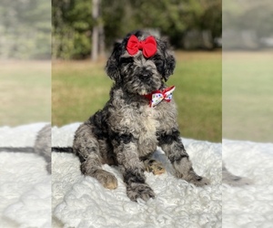 Goldendoodle Puppy for sale in FROSTPROOF, FL, USA