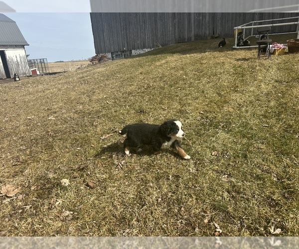 Medium Photo #6 Bernese Mountain Dog Puppy For Sale in ATHENS, WI, USA