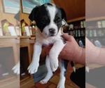 Small Photo #4 French Bulldog-Maltipoo Mix Puppy For Sale in VALLEJO, CA, USA