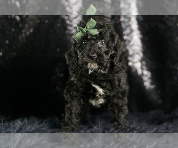 Medium Photo #133 Goldendoodle (Miniature) Puppy For Sale in WARSAW, IN, USA