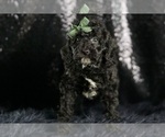 Small #4 Goldendoodle (Miniature)