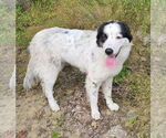Small Great Pyrenees Mix