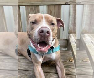 Mutt Dogs for adoption in Elmsford, NY, USA