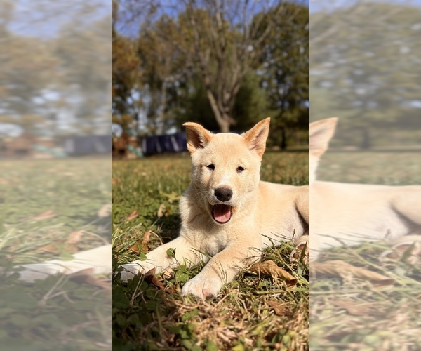 Medium Photo #45 Shiba Inu Puppy For Sale in NEW ATHENS, IL, USA