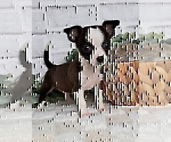 Medium Photo #12 Chihuahua Puppy For Sale in FORT LAUDERDALE, FL, USA