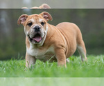 Small #12 Bulldog