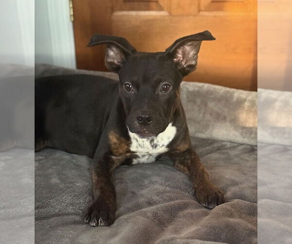 Medium Photo #5 Mountain Cur-Unknown Mix Puppy For Sale in Rockaway, NJ, USA