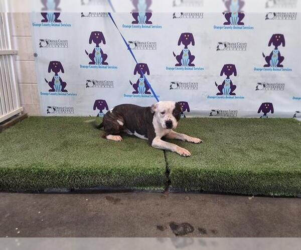 Medium Photo #1 American Pit Bull Terrier Puppy For Sale in Orlando, FL, USA