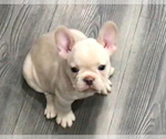 Small #2 French Bulldog