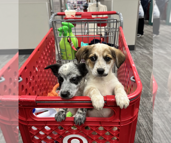 Medium Photo #2 Border Collie-Unknown Mix Puppy For Sale in Brooklyn, NY, USA