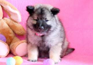Keeshond Puppy for sale in MOUNT JOY, PA, USA