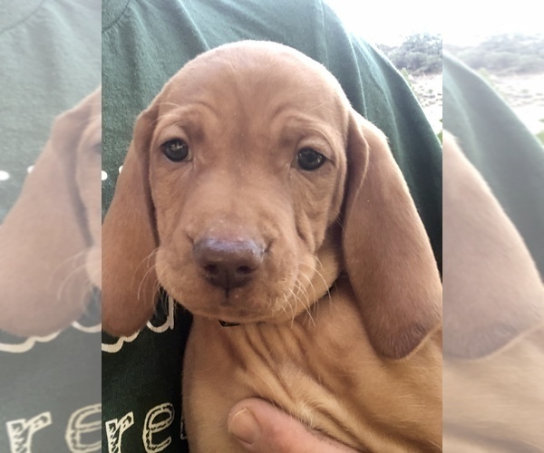 Medium Photo #6 Vizsla Puppy For Sale in RENO, NV, USA