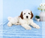Small #1 Goldendoodle (Miniature)