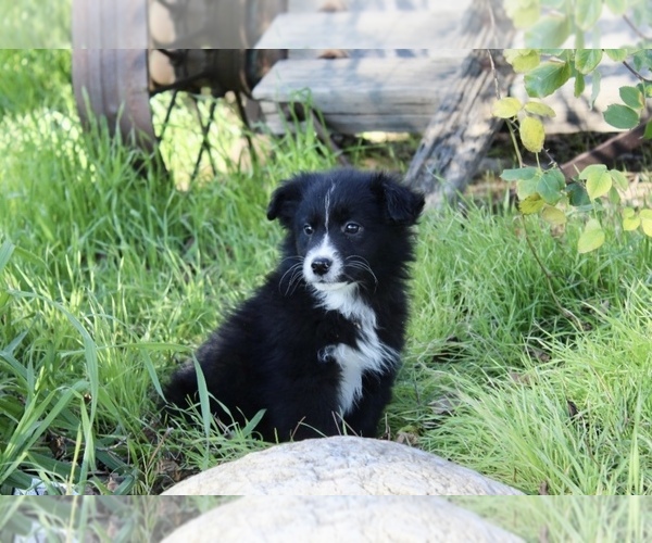 Medium Photo #18 Australian Shepherd Puppy For Sale in ACTON, CA, USA