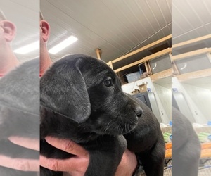 Labrador Retriever Puppy for sale in SPRINGFIELD, IL, USA