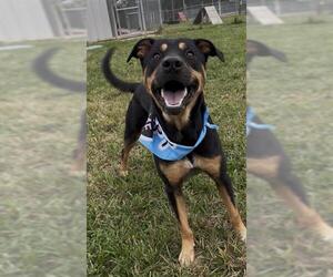 Doberman Pinscher-Labrador Retriever Mix Dogs for adoption in Rosenberg, TX, USA