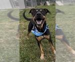 GENESIS - Male Doberman Pinscher-Labrador Retriever Mix Dog for Adoption - Small photo