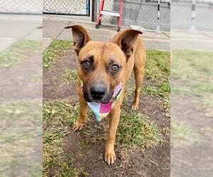 American Pit Bull Terrier-Unknown Mix Dogs for adoption in Tulsa, OK, USA