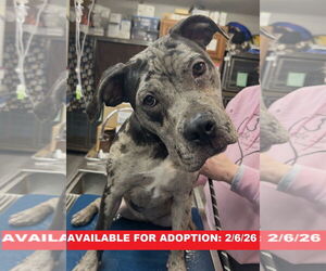 American Bulldog-Unknown Mix Dogs for adoption in Williamsburg, IA, USA