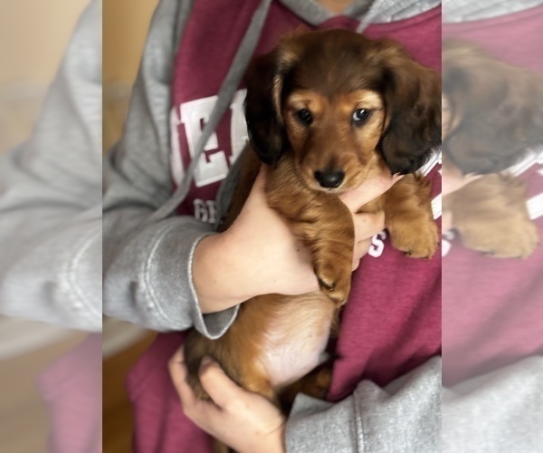 Medium Photo #3 Dachshund Puppy For Sale in TOMS RIVER, NJ, USA