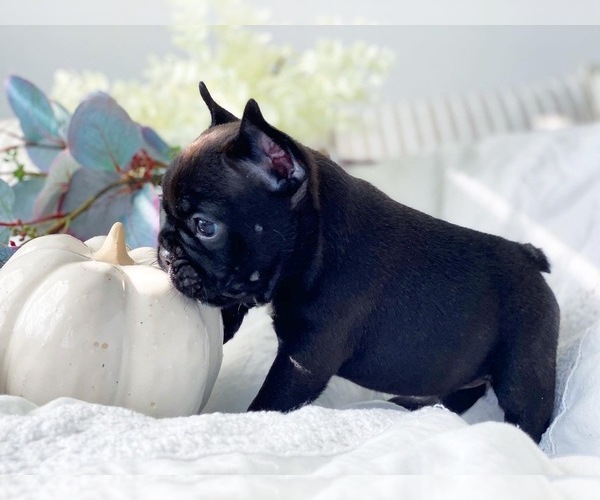 Medium Photo #6 French Bulldog Puppy For Sale in CORONA, CA, USA