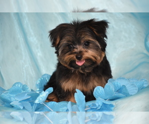 Yorkshire Terrier Puppy for sale in ELDORADO, OH, USA