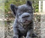 Small #19 French Bulldog