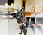 Small #9 Mutt