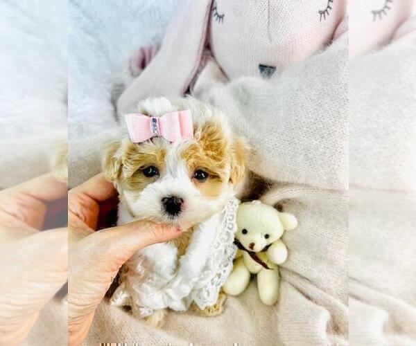 Medium Photo #15 Poodle (Toy) Puppy For Sale in BOSTON, MA, USA
