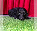 Puppy 4 Aussiedoodle-Australian Labradoodle Mix
