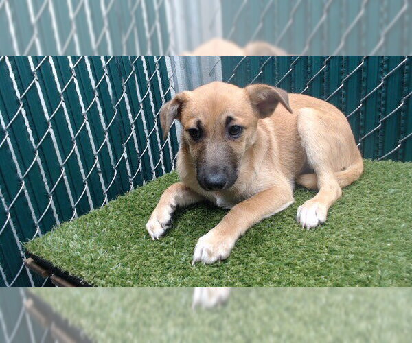 Medium Photo #1 Chihuahua-Unknown Mix Puppy For Sale in Downey, CA, USA
