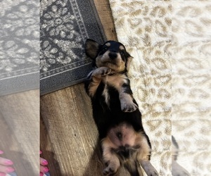 Dachshund Puppy for sale in GUTHRIE, KY, USA